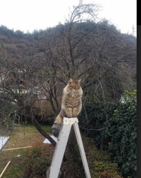 逆袭之夜,关键先生诞生!上海队横扫魔术,杰伦·格林写就英雄传奇