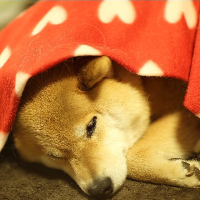 雷火电竞主播-极速闪电与绿茵利刃，那一夜，两个大场面先生的史诗交响