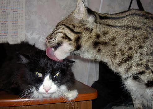 雷火电竞-奥运前哨的终极考验，公牛进攻火焰如何彻底熔解魔术防线