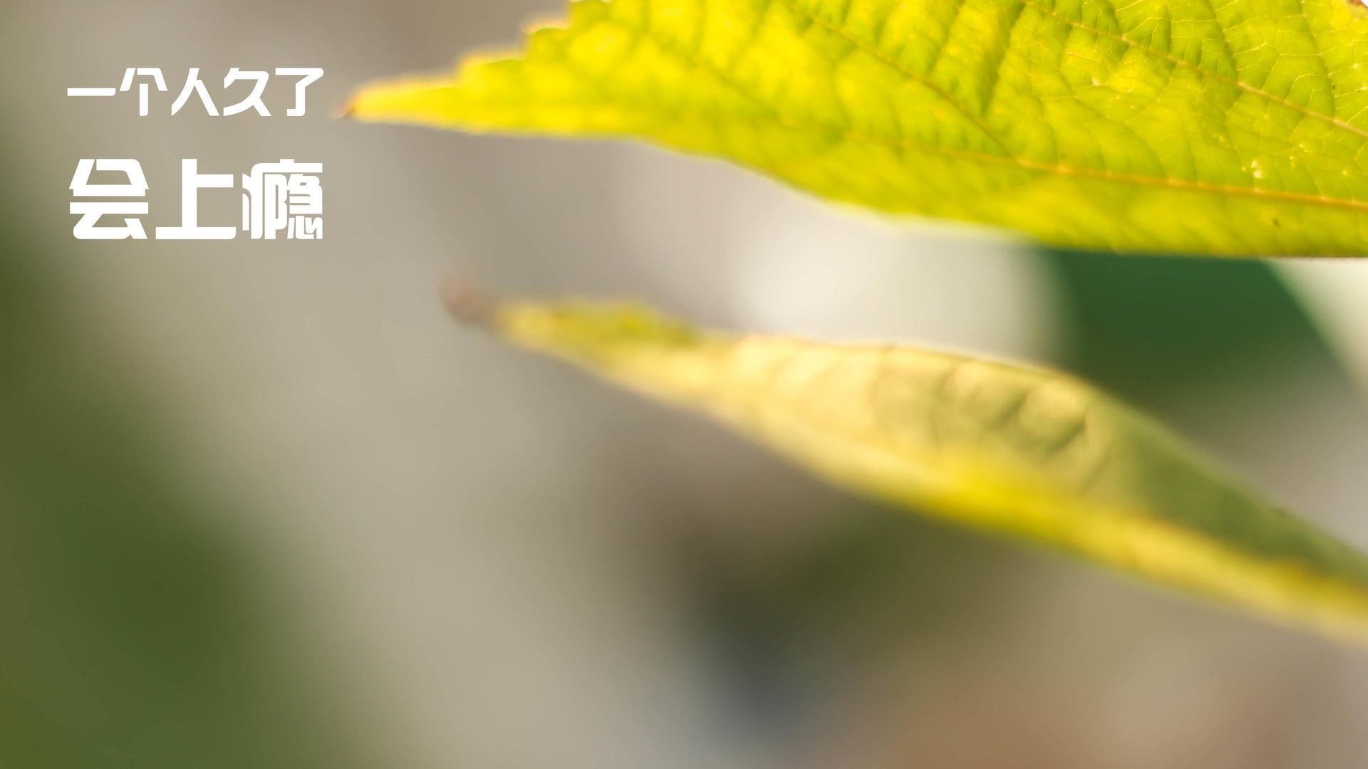 南美利刃刺穿欧洲防线,凯塞多如何让比利时尝尽苦头