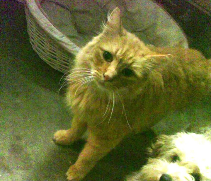 雷火电竞app-平行宇宙的篮球回响，文班亚马统治麦迪逊，广厦幻影终结尼克斯