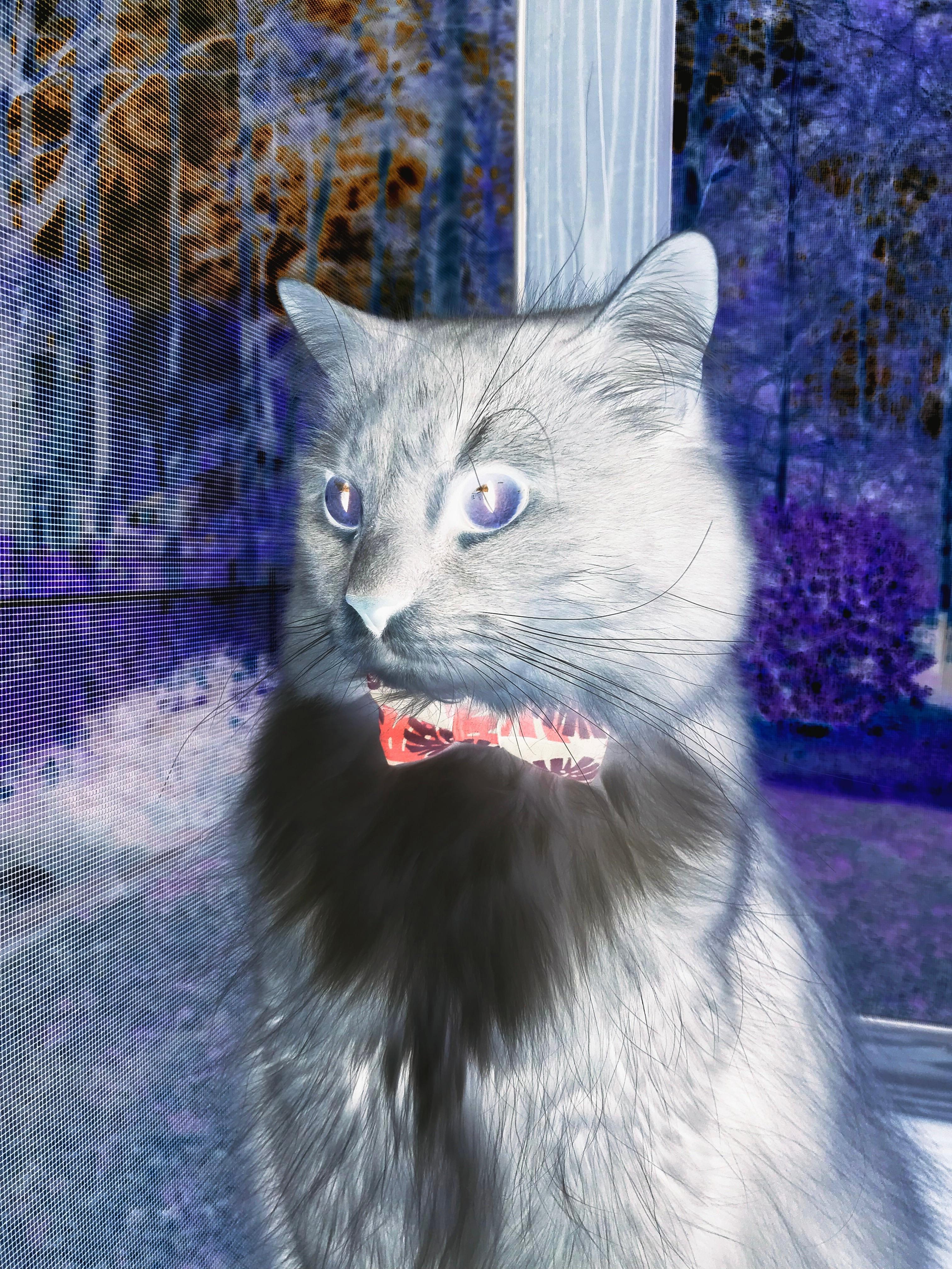 当福克斯撕咬雷霆，一场藏在昵称里的猎杀