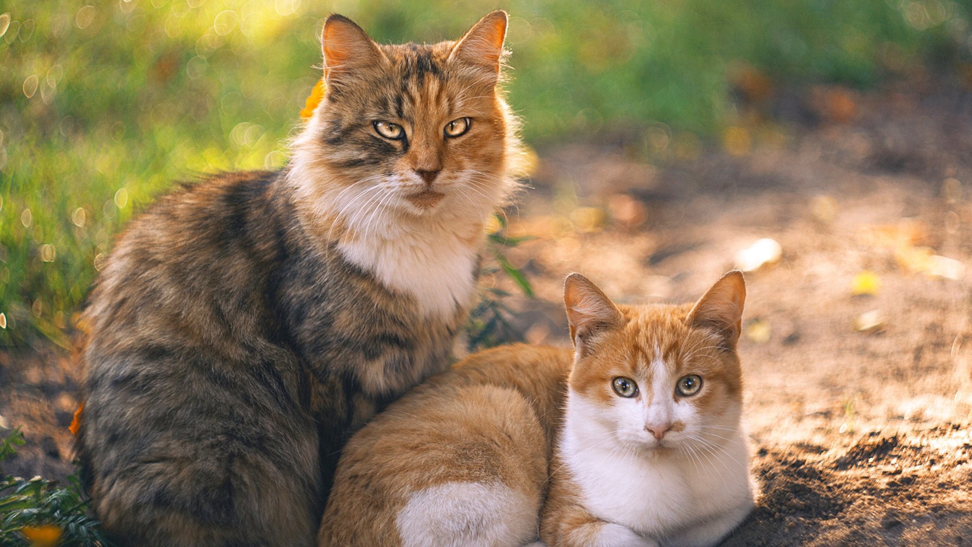 欧冠烽火与NBA加时，决胜时刻隔空交相辉映