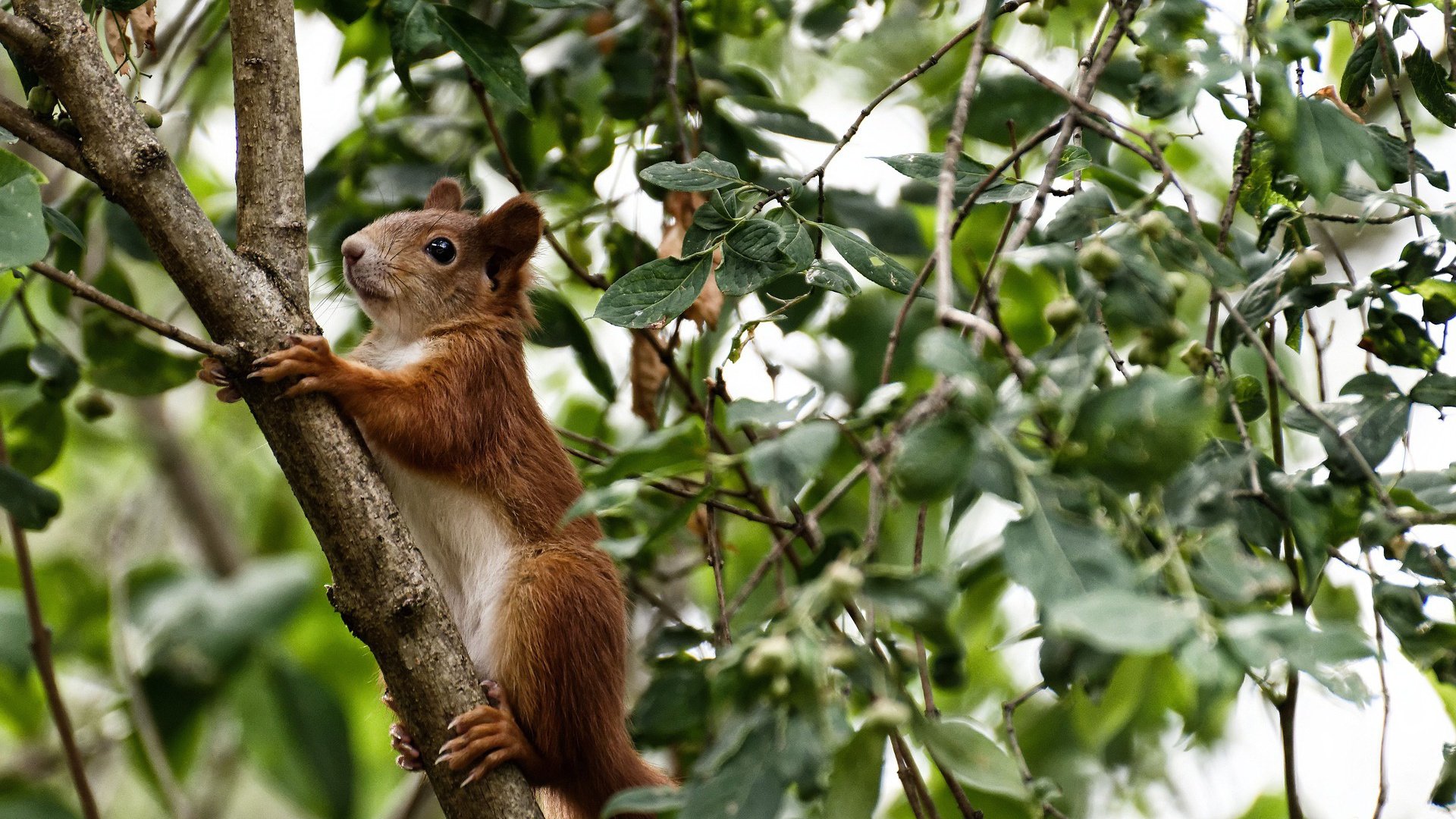 错位的英雄，当NBA的范乔丹接管欧冠决赛之夜